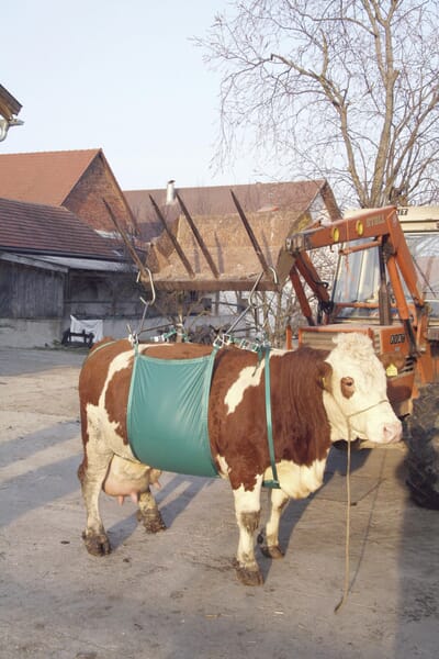 Dispozitiv ridicat bovine VV1049